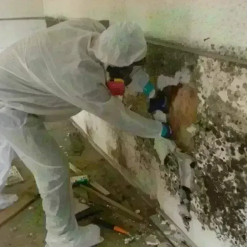 Mold Remediation and Removal in Ansonia, CT